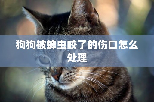 狗狗被蜱蟲咬了的傷口怎么處理