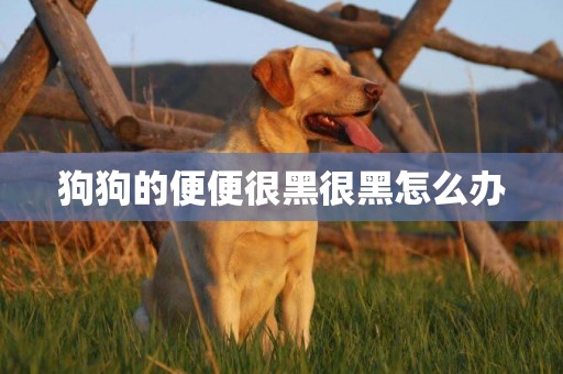 狗狗的便便很黑很黑怎么辦