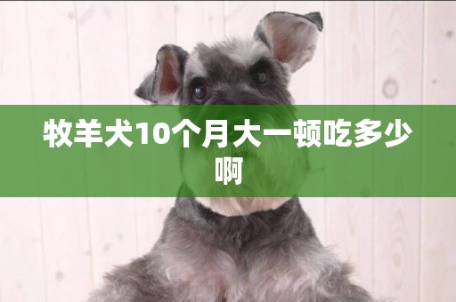 牧羊犬10個月大一頓吃多少啊
