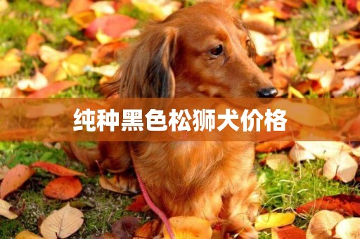 純種黑色松獅犬價格