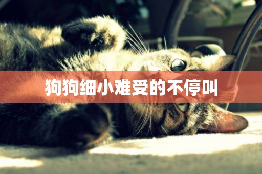 狗狗細小難受的不停叫