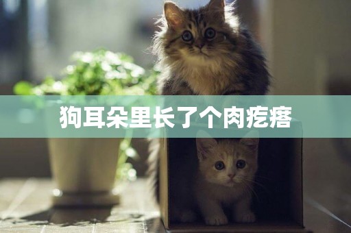 狗耳朵里長了個肉疙瘩