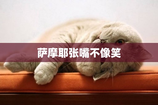薩摩耶張嘴不像笑