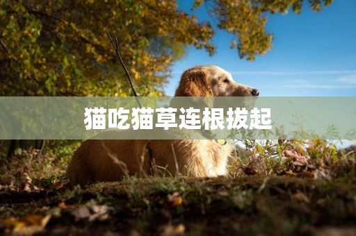 貓吃貓草連根拔起