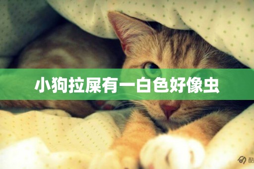 小狗拉屎有一白色好像蟲
