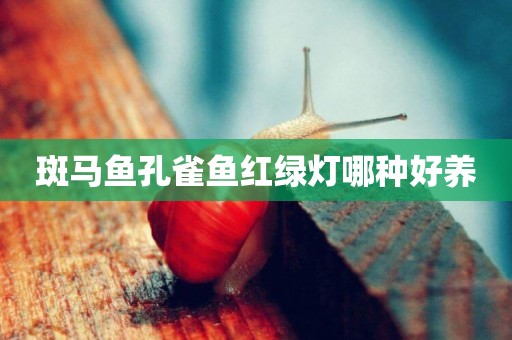 斑馬魚孔雀魚紅綠燈哪種好養
