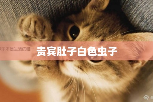 貴賓肚子白色蟲子