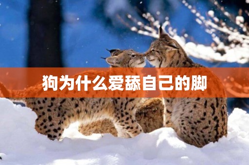 狗為什么愛舔自己的腳