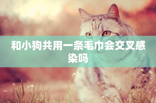 和小狗共用一條毛巾會交叉感染嗎