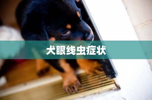 犬眼線蟲癥狀