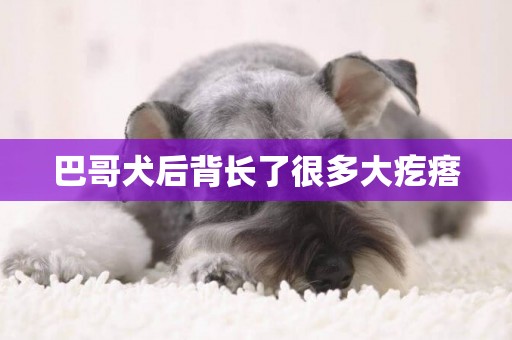 巴哥犬后背長了很多大疙瘩