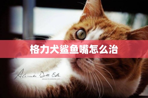 格力犬鯊魚嘴怎么治