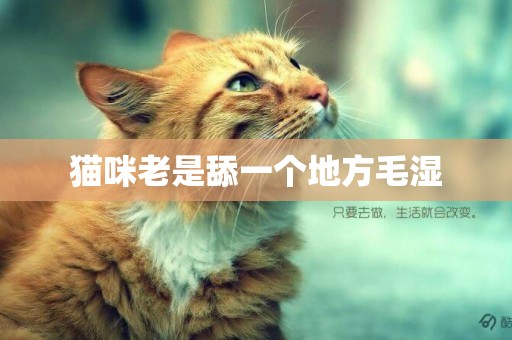 貓咪老是舔一個地方毛濕