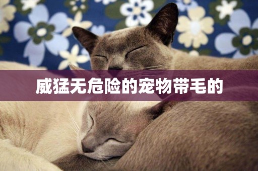 威猛無危險的寵物帶毛的