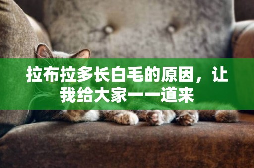拉布拉多長白毛的原因，讓我給大家一一道來