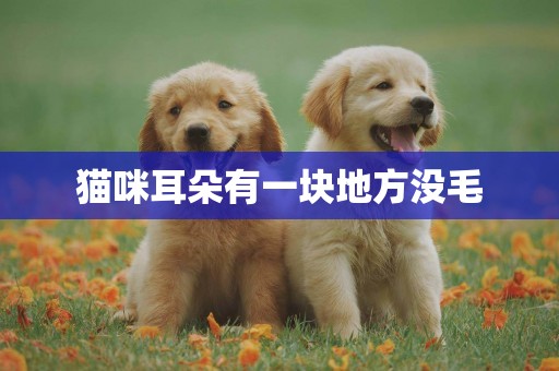 貓咪耳朵有一塊地方沒毛