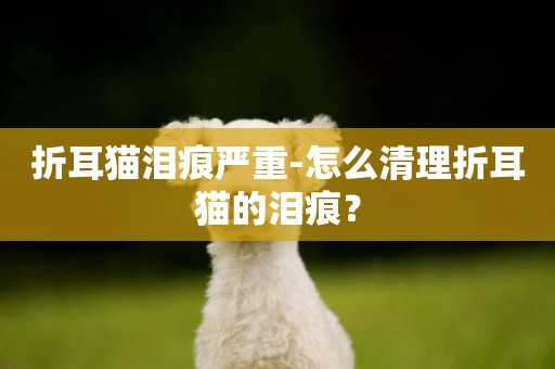 折耳貓淚痕嚴重-怎么清理折耳貓的淚痕？