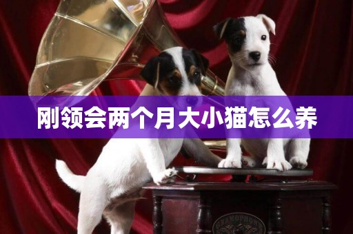 剛領會兩個月大小貓怎么養