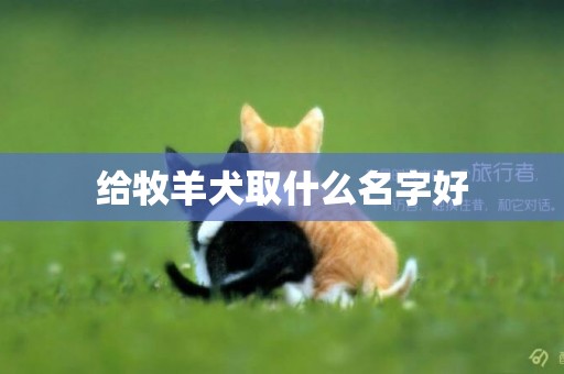 給牧羊犬取什么名字好