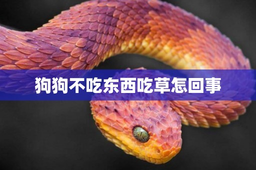 狗狗不吃東西吃草怎回事