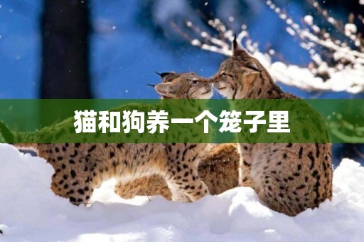 貓和狗養一個籠子里