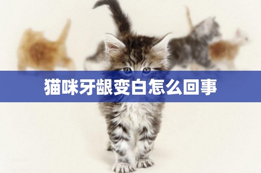 貓咪牙齦變白怎么回事