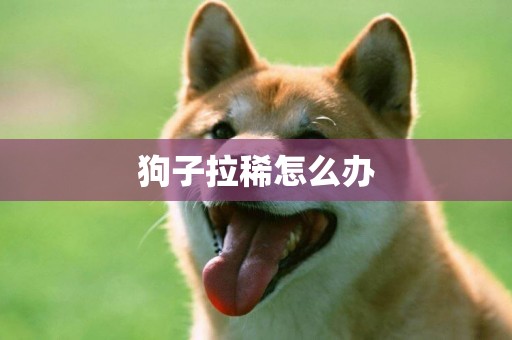 狗子拉稀怎么辦
