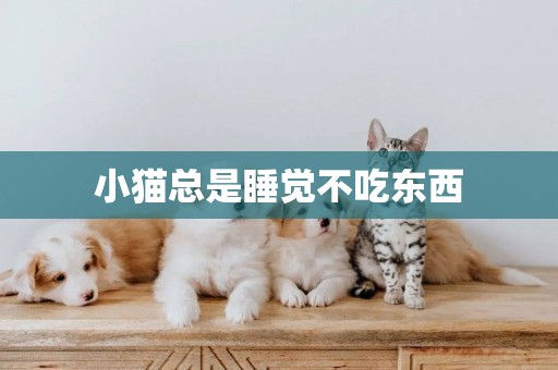 小貓總是睡覺不吃東西
