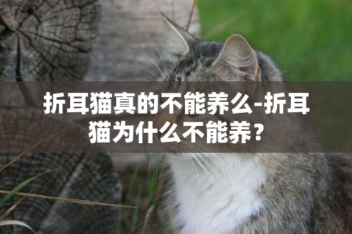 折耳貓真的不能養么-折耳貓為什么不能養？