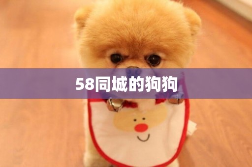 58同城的狗狗