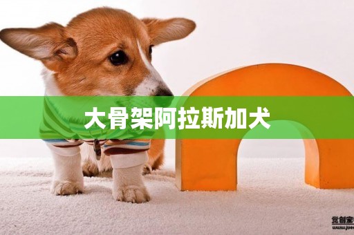 大骨架阿拉斯加犬
