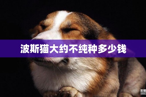 波斯貓大約不純種多少錢