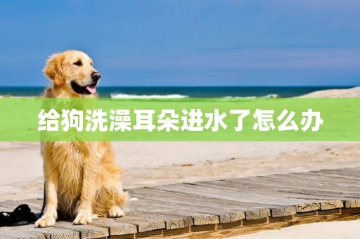 給狗洗澡耳朵進水了怎么辦