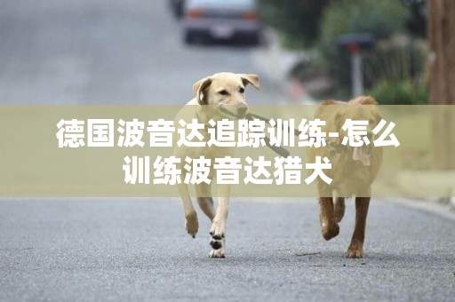 德國波音達追蹤訓練-怎么訓練波音達獵犬