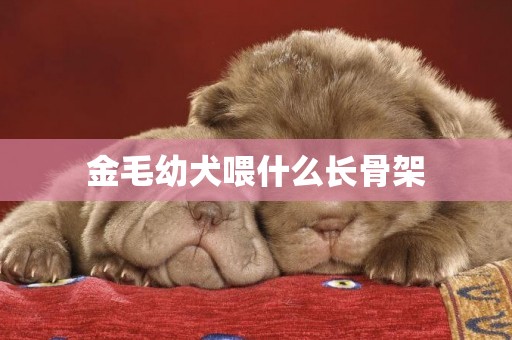 金毛幼犬喂什么長骨架