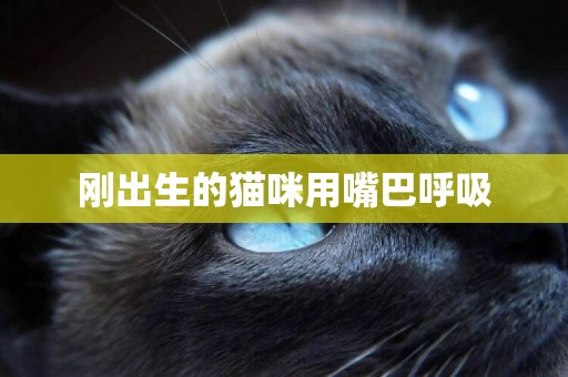 剛出生的貓咪用嘴巴呼吸