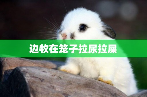 邊牧在籠子拉尿拉屎