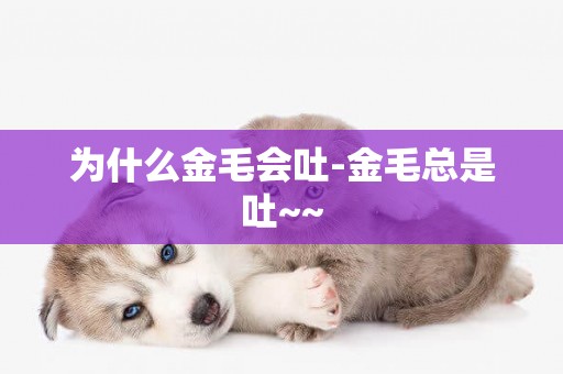 為什么金毛會吐-金毛總是吐~~
