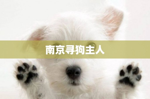 南京尋狗主人