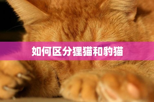 如何區分貍貓和豹貓