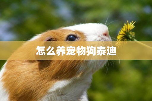 怎么養寵物狗泰迪