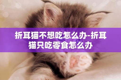折耳貓不想吃怎么辦-折耳貓只吃零食怎么辦