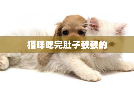 貓咪吃完肚子鼓鼓的