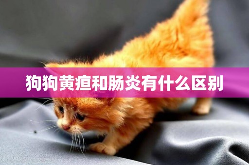 狗狗黃疸和腸炎有什么區別