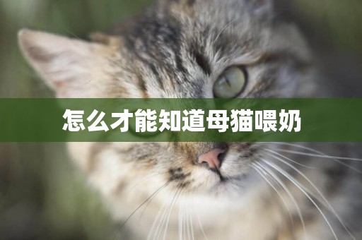 怎么才能知道母貓喂奶