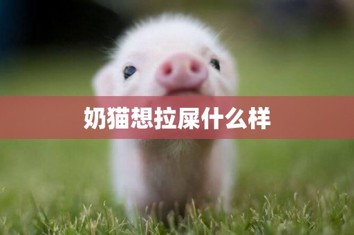 奶貓想拉屎什么樣