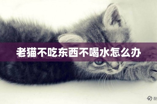 老貓不吃東西不喝水怎么辦