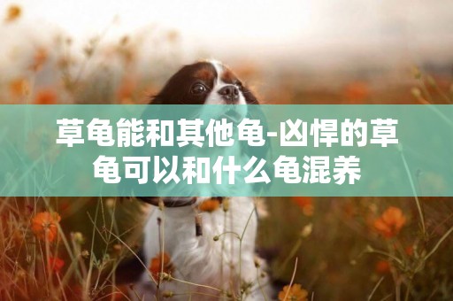 草龜能和其他龜-兇悍的草龜可以和什么龜混養