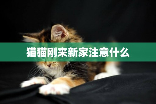 貓貓剛來新家注意什么