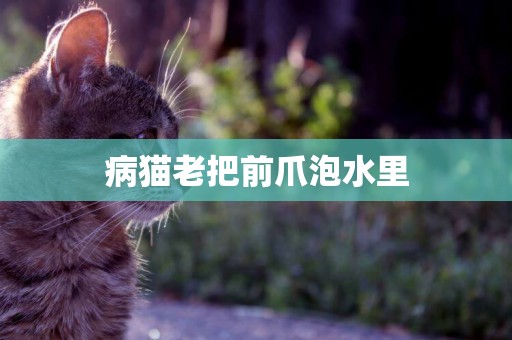 病貓老把前爪泡水里
